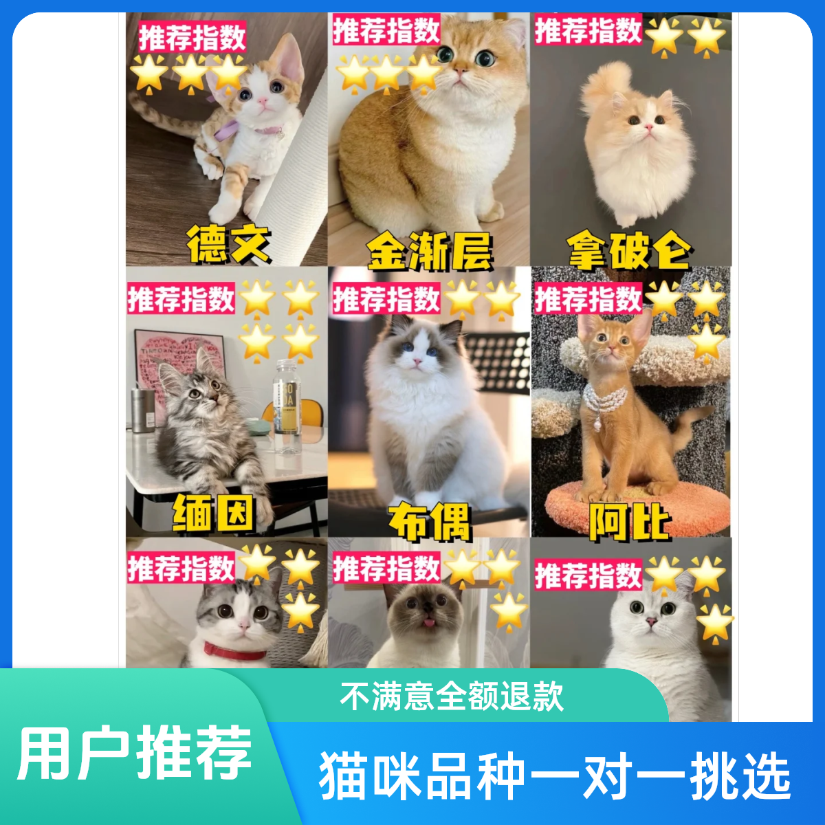 【爱宠邦宠物】全猫品种猫咪一对一挑选 不满意全额退
