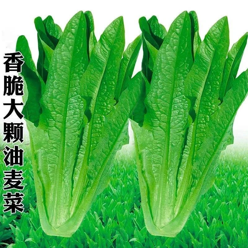 耐热耐寒油麦菜菜种子四季易种甜脆清香油麦菜种阳台盆栽蔬菜种子