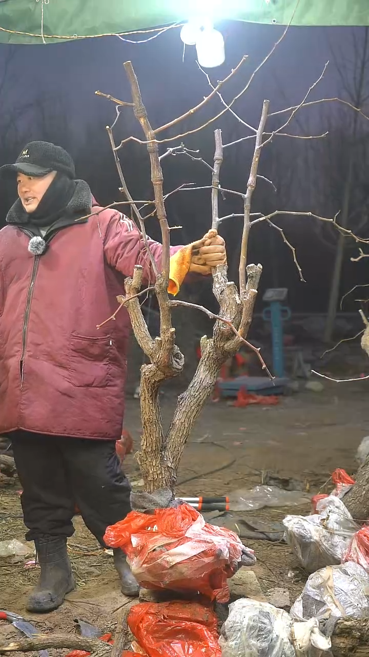 完全开放枣树830