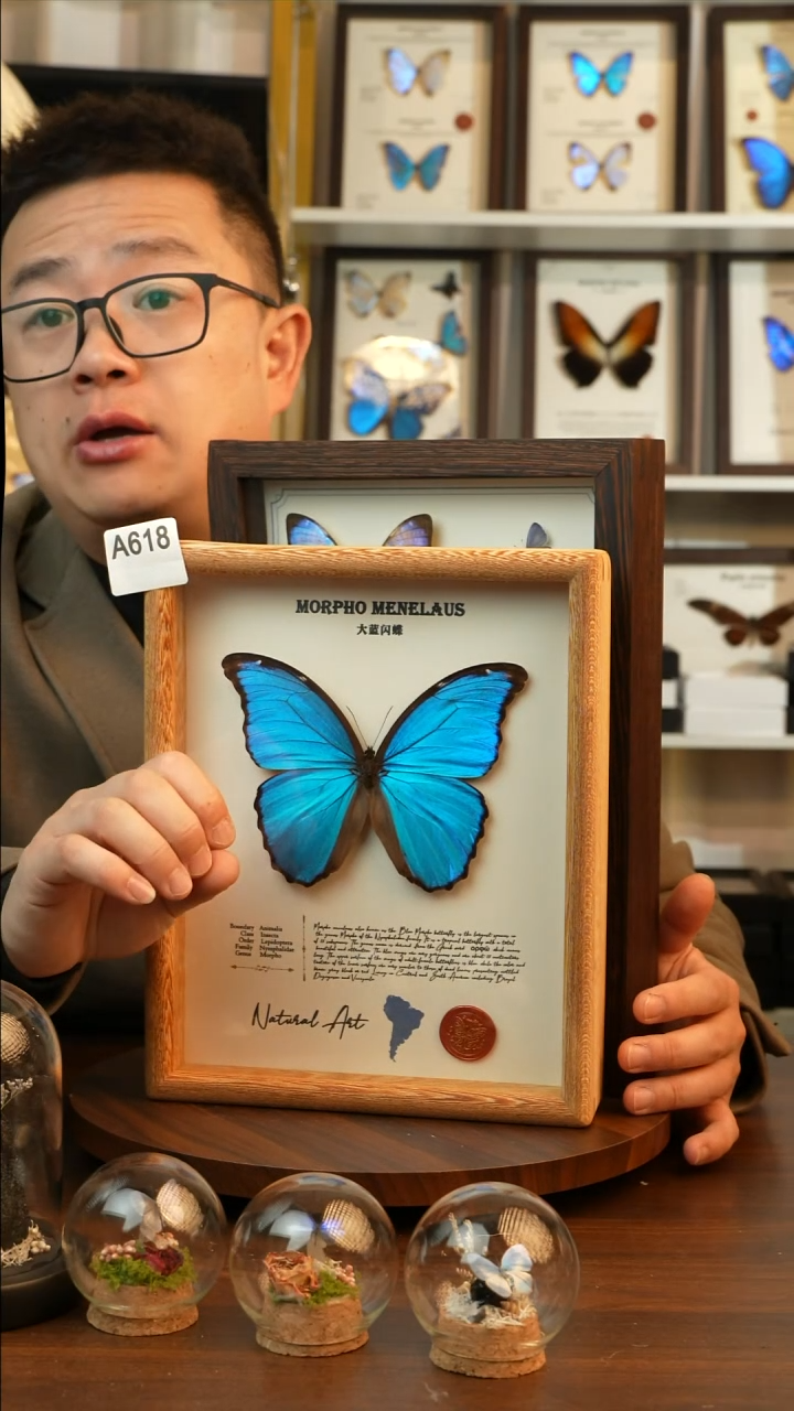 大蓝闪蝶-英文（10寸原木鸡翅木框）A618