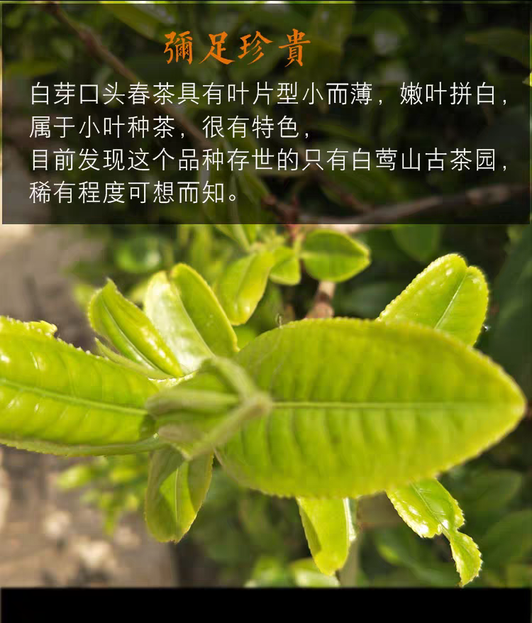 【白芽子品种】古树茶“被称做白莺山的猫耳朵”香气高扬2025年春茶