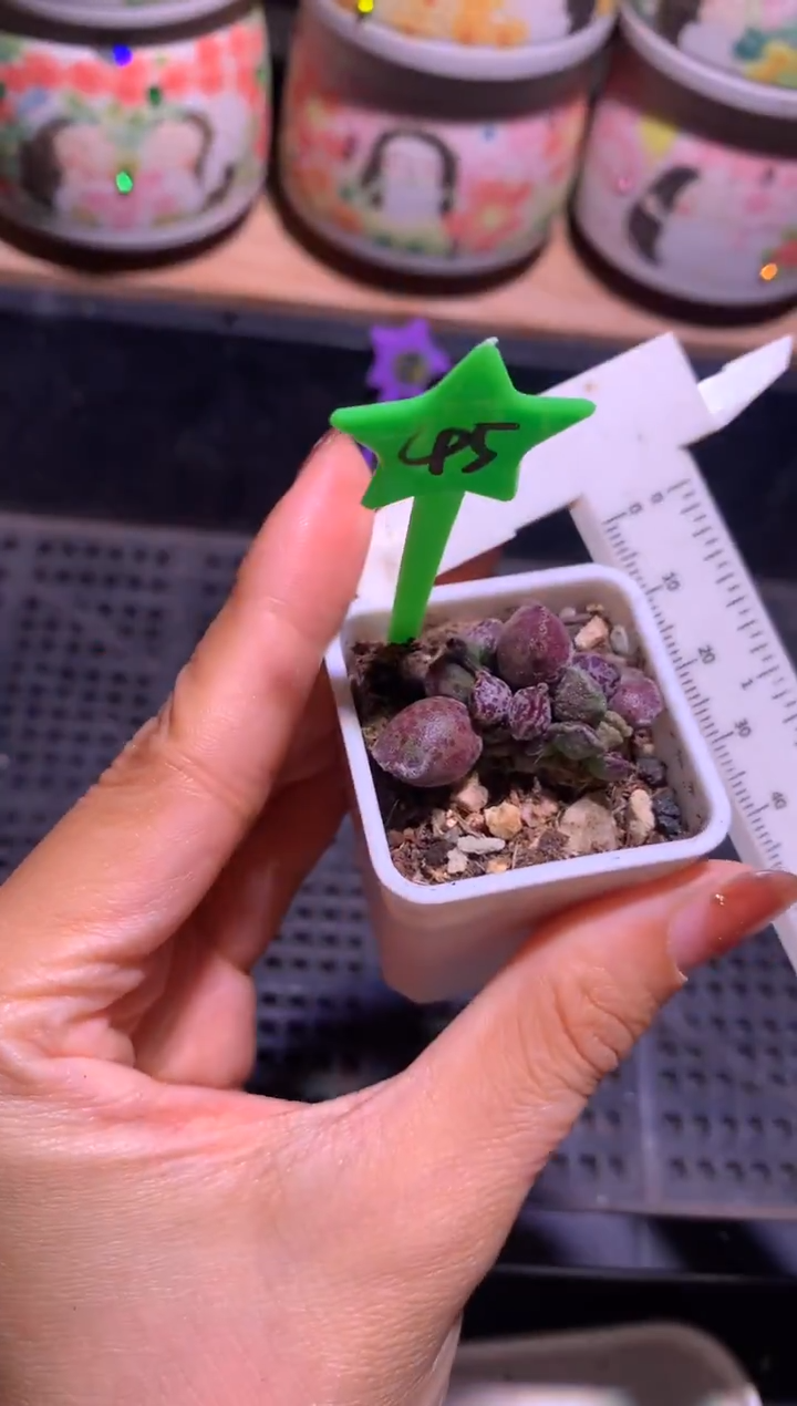 凯蒂猫海豹多肉，介意轻微掉叶的勿拍