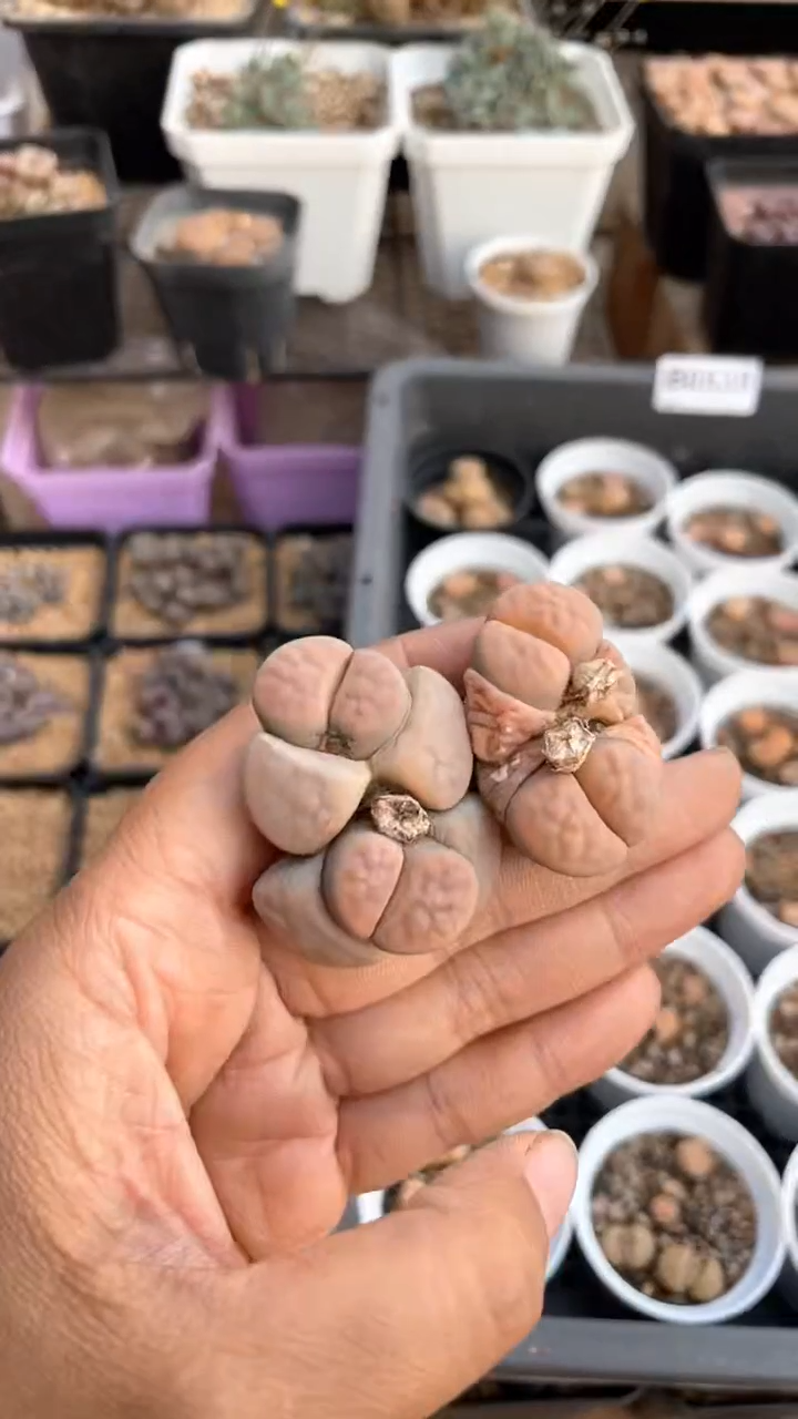 【闪购商品】0658直播一物一拍