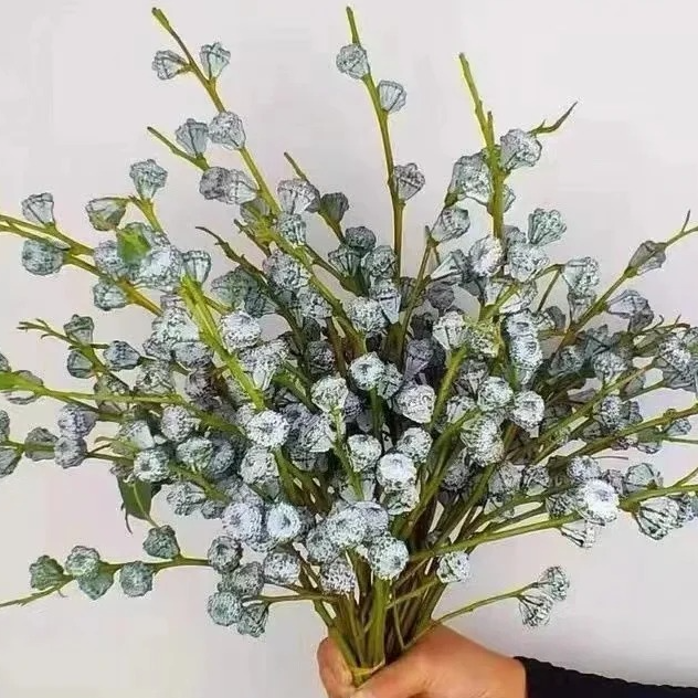 【云南基地直发】尤加利果 