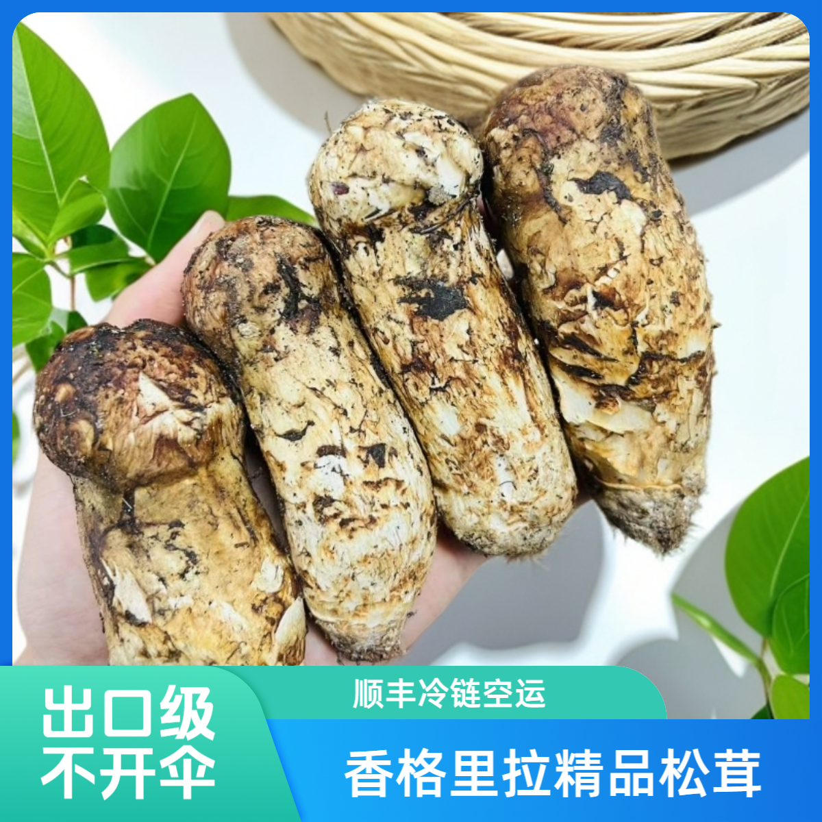 晶捷（顺丰空运）香格里拉松茸出口级未开伞5-7cm一级货