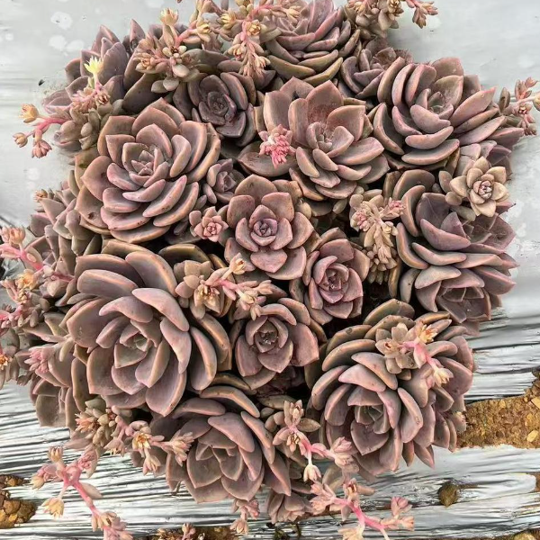 彩虹糖 新手好养 精品多肉植物云南发货