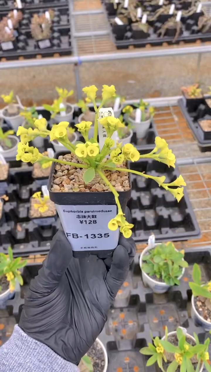 【闪购商品】念珠大戟FB-1335