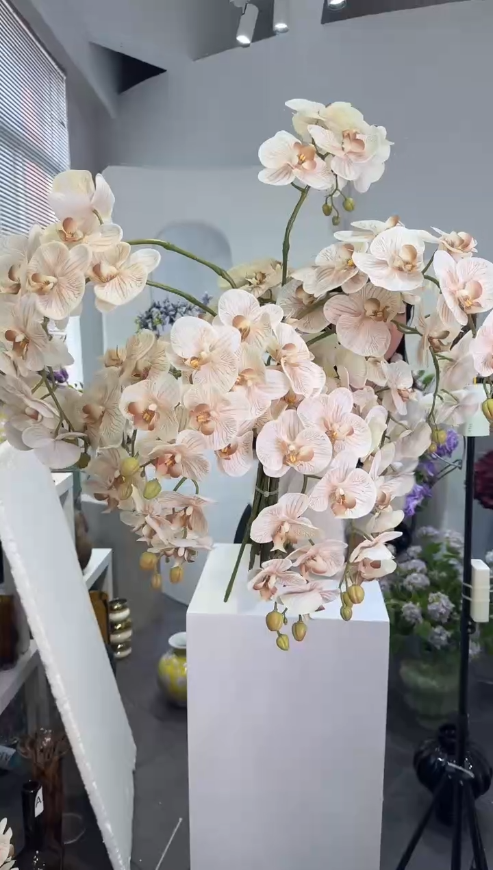 【闪购商品】藤10枝奶茶色蝴蝶兰