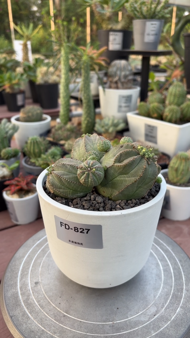 布纹球大戟FD-827