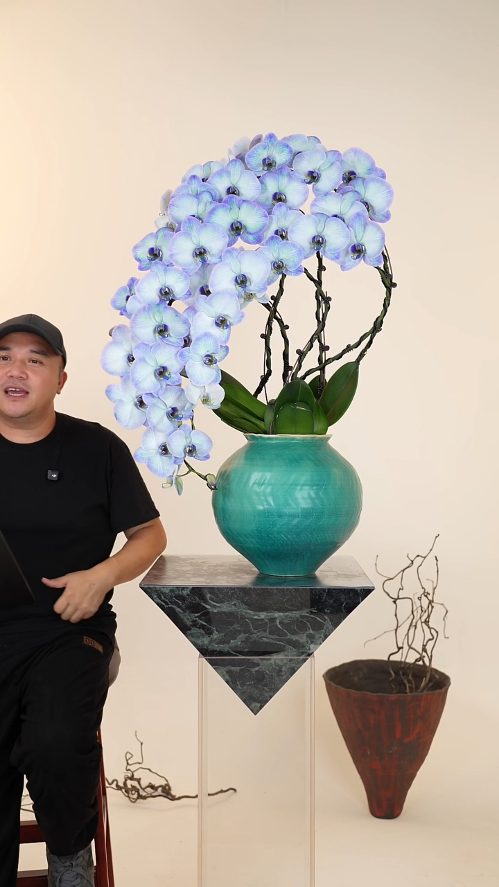 全部花朵017号【一物一拍】蝴蝶兰
