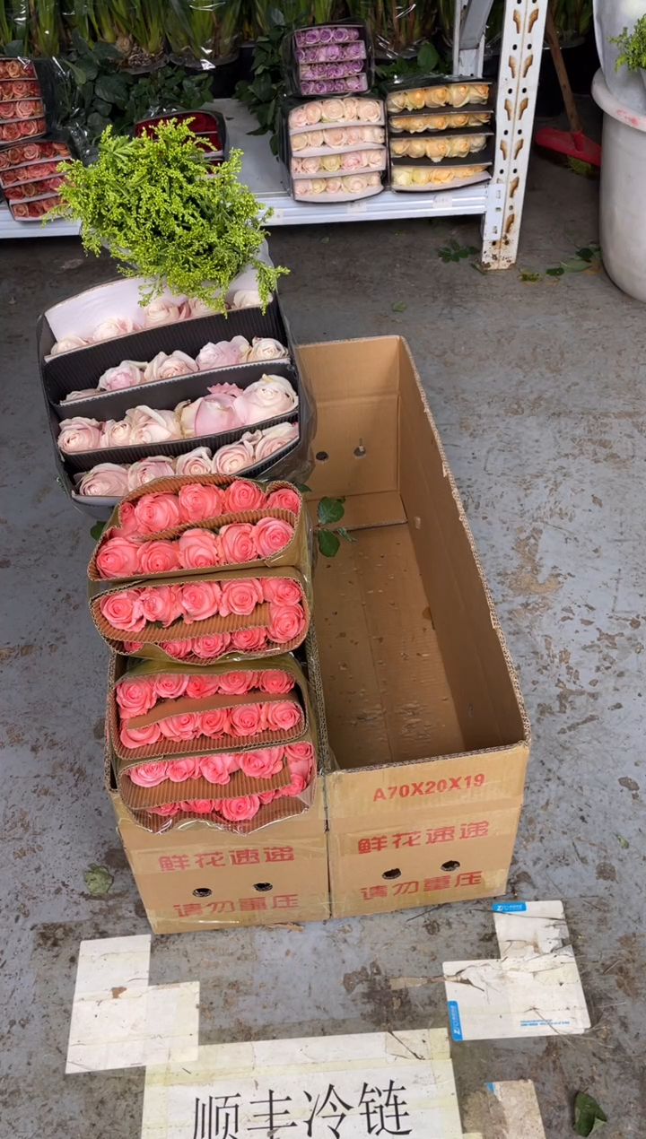 戴安娜2扎+粉红1扎+黄莺