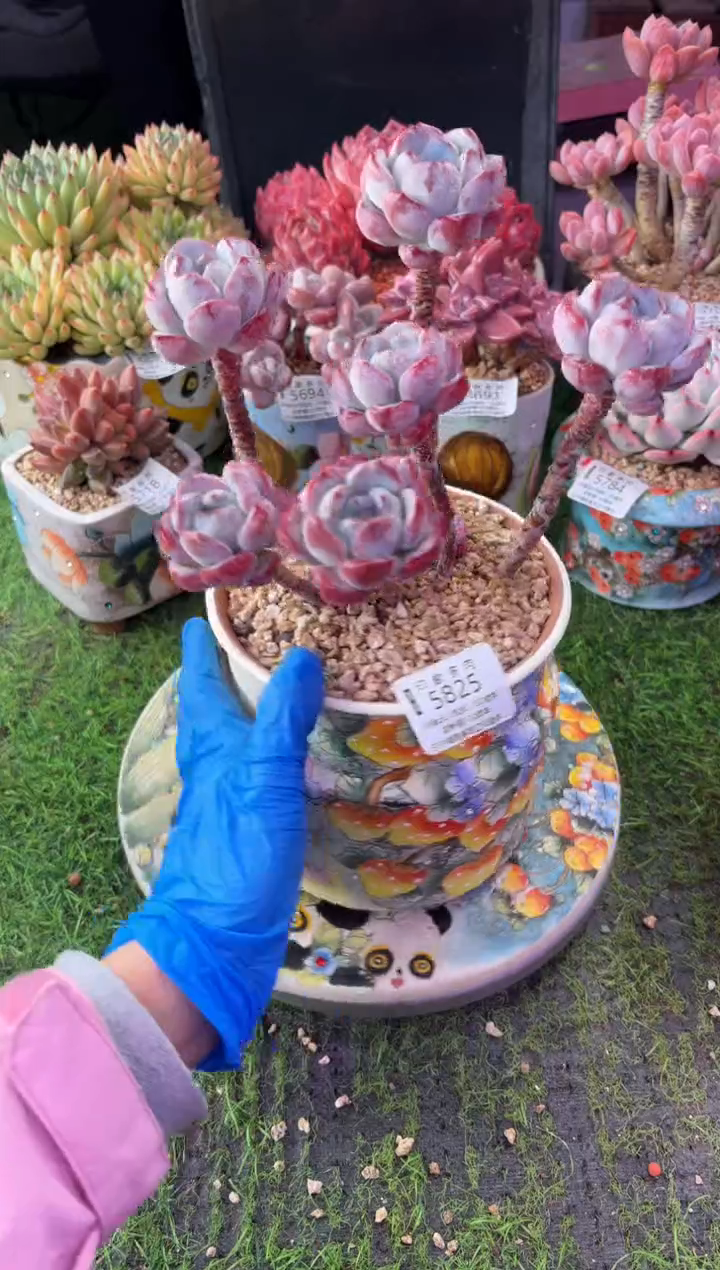 昆明印象多肉5825