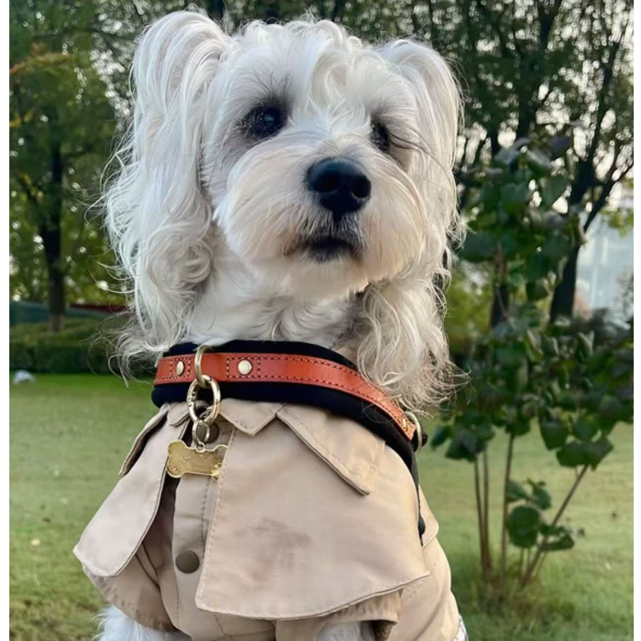 【嘉禧专属】宠物服饰  NO退NO换  无运费险