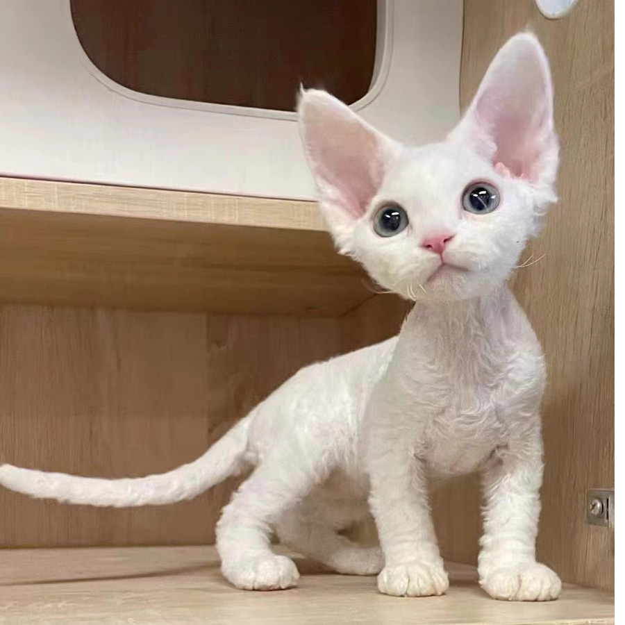 甜美特价净梵色小弟弟德文卷毛猫