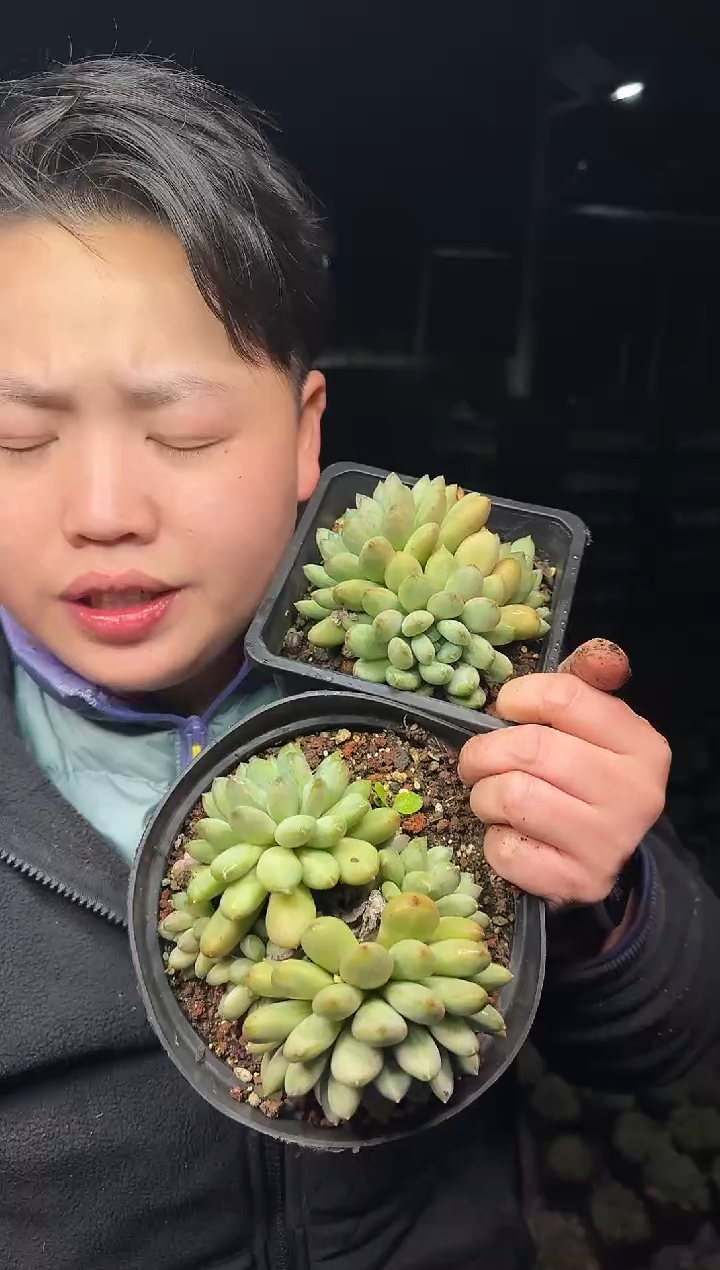 露养区双头起咖啡豆2颗 5  