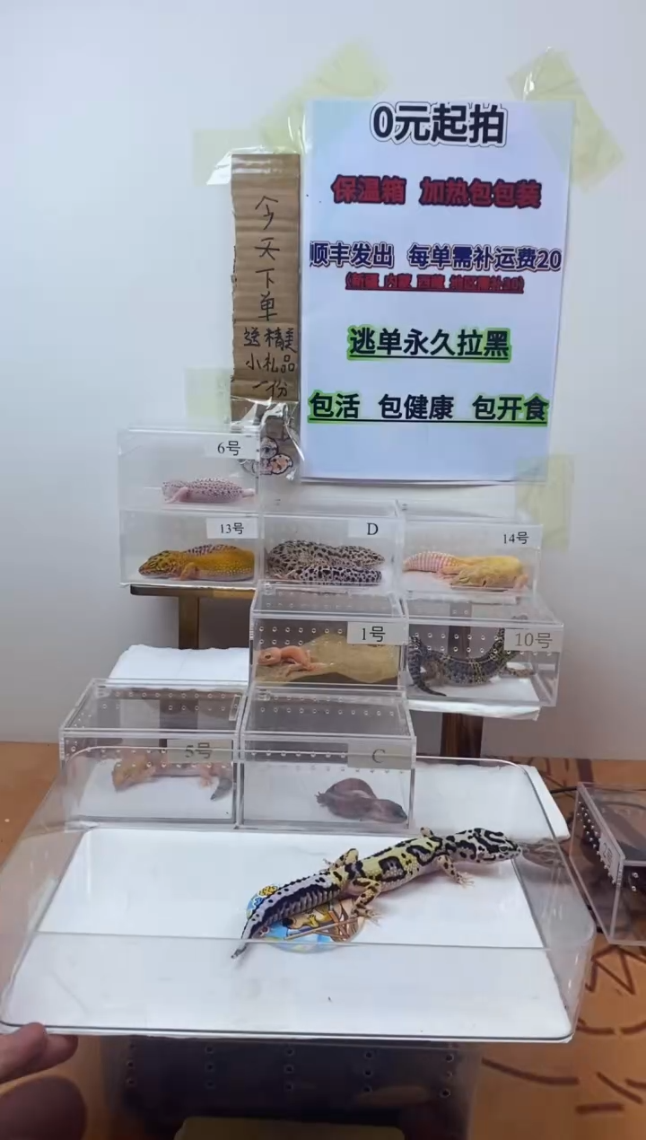 豹纹守宫豹纹守宫幼苗亚成体成体