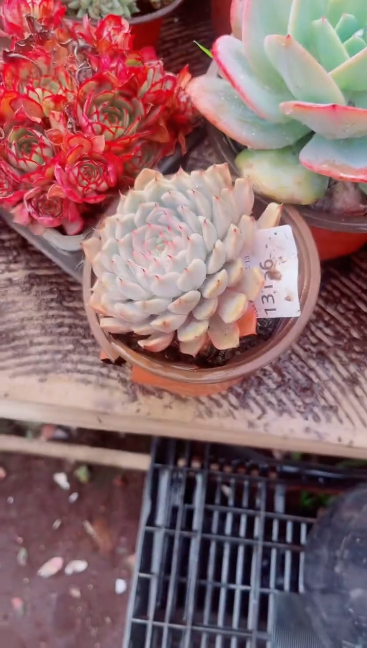 碧*跃跃精品多肉13156