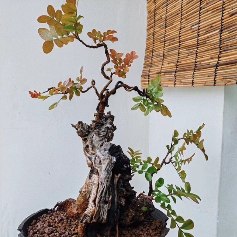 （忆纭元）云南红芽清香木；小石积