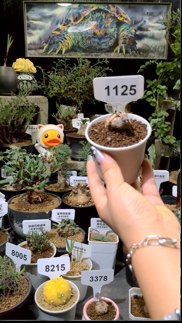 1125号1211粉花肾叶洋葵