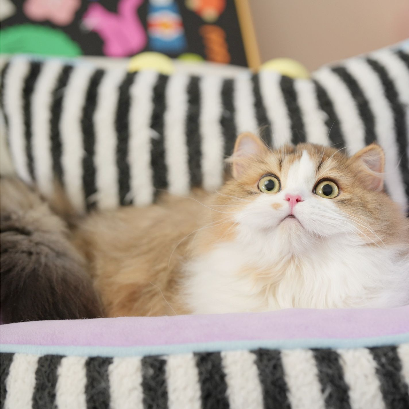 猫矮油米努特猫咪【酷酷唛】