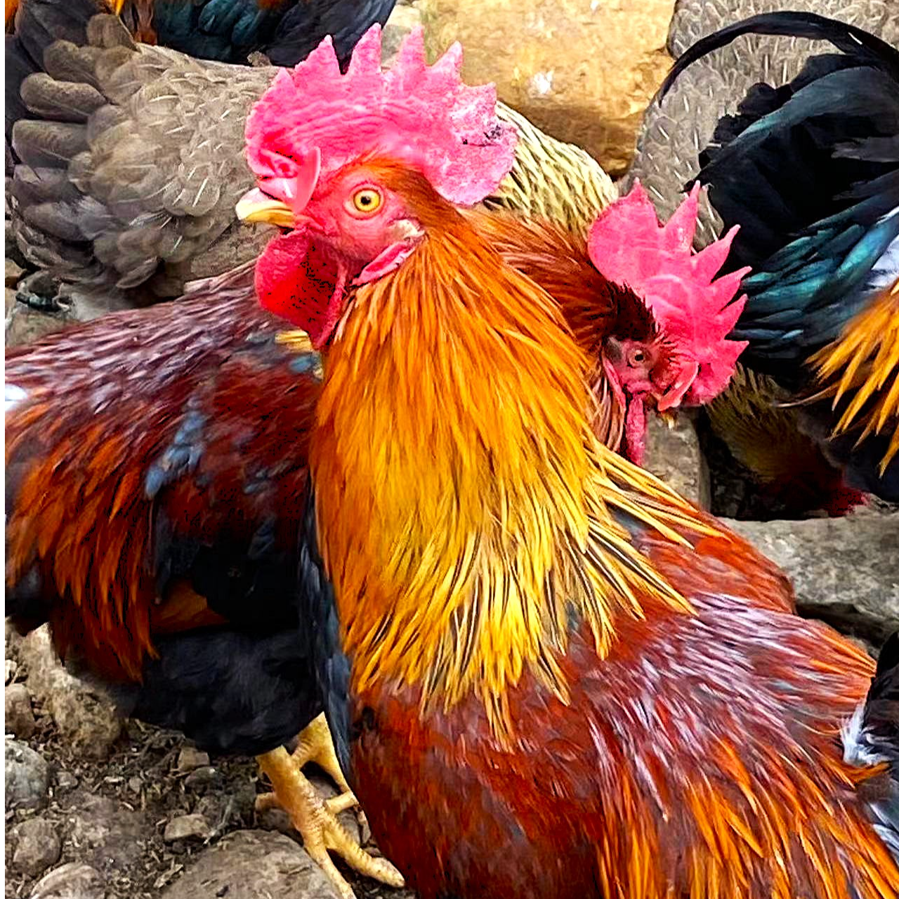 【清远公鸡没阉的】2只没宰杀自家散养 源产地广东清远发货顺丰包邮