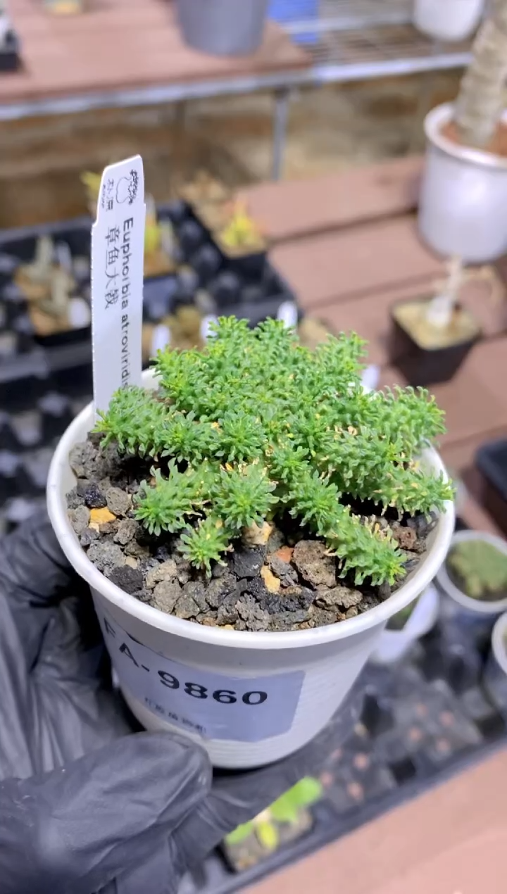 【闪购商品】章鱼大戟FA-9820