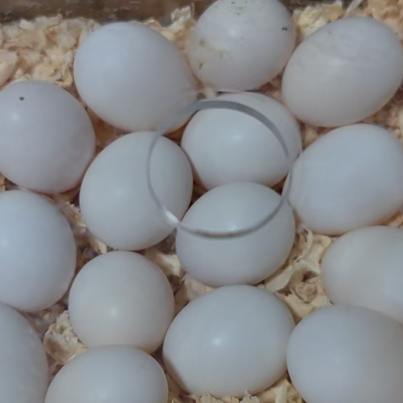 新鲜掏窝玄凤蛋可孵化鹦鹉蛋