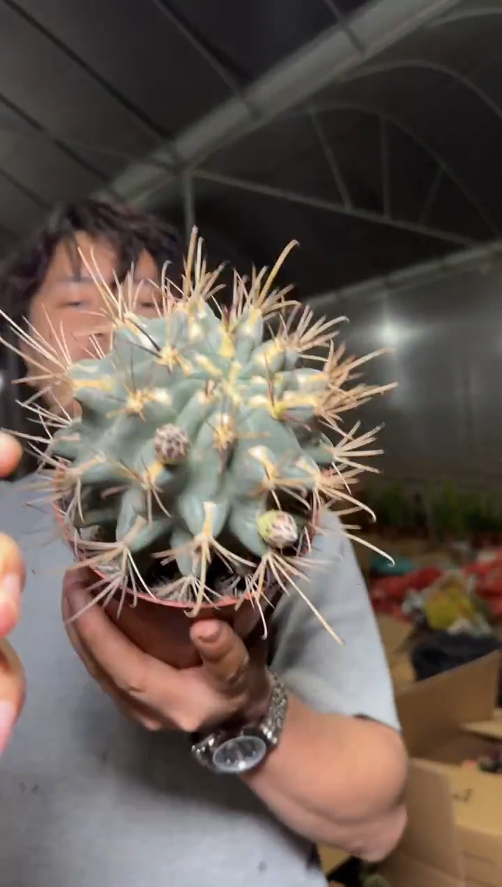 大号 黑罗刹【实生根】不指定带花苞