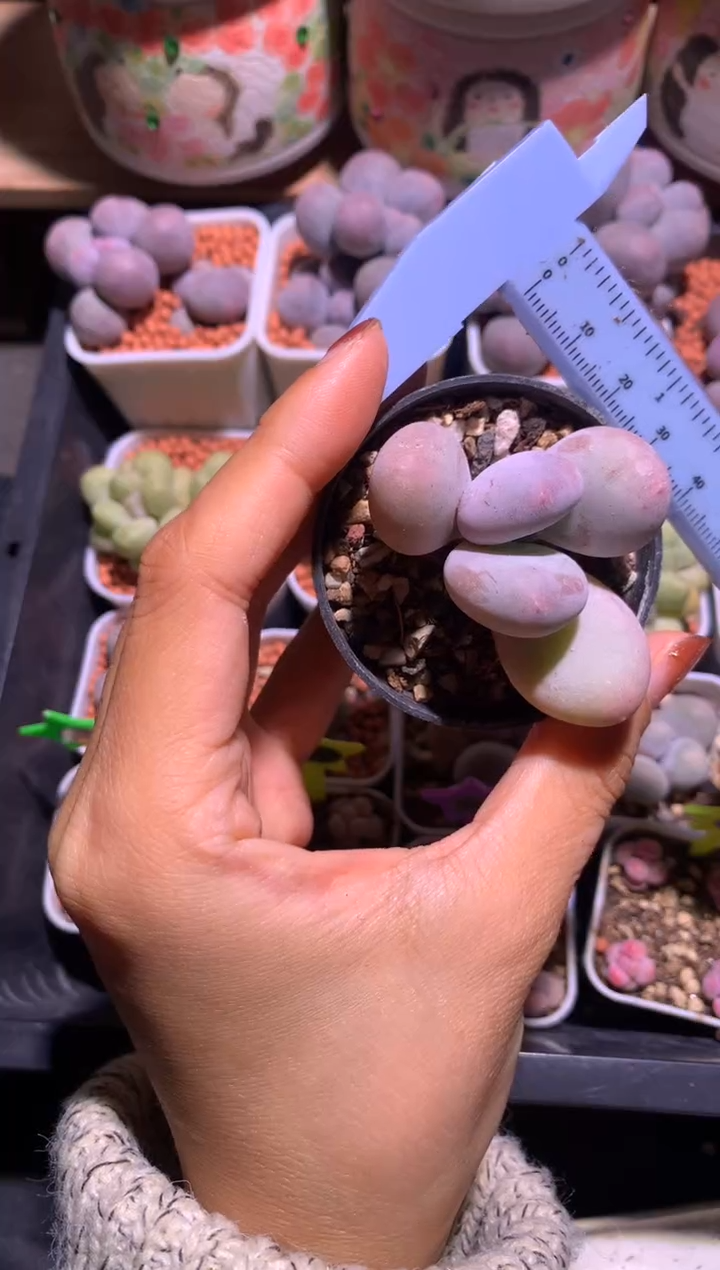 大叶奶酪多肉，满28包邮，不满发一个叶片到付