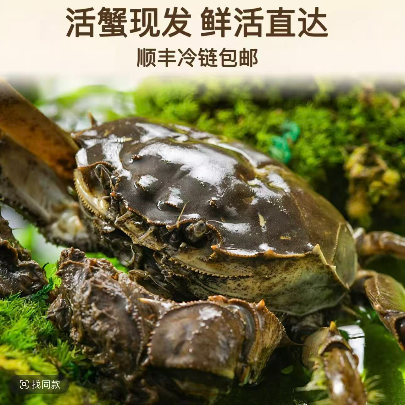 【活蟹】遇蟹源精挑兴化大闸蟹（少少脚蟹）公3.5两往上，9只左右共3斤