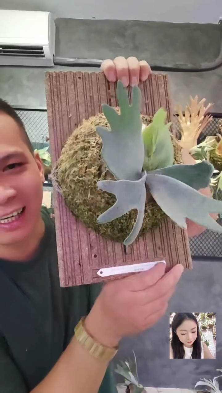 无花朵金童交银华