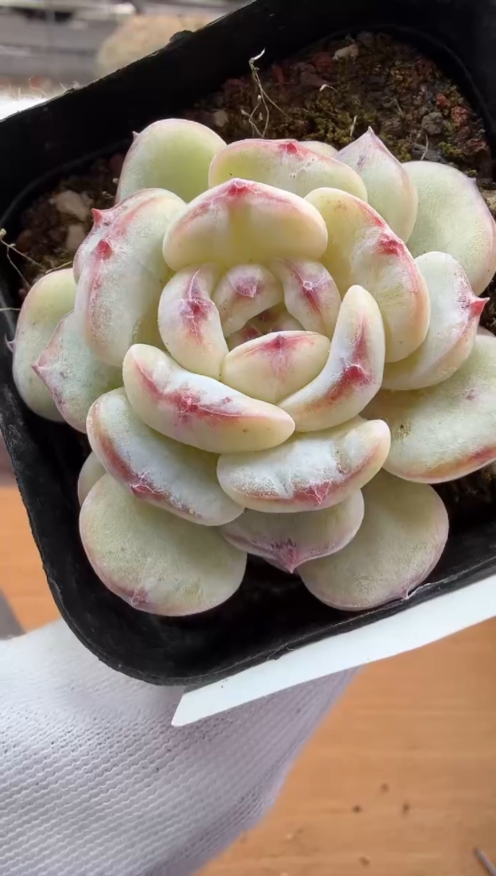 东云多肉园二店-144