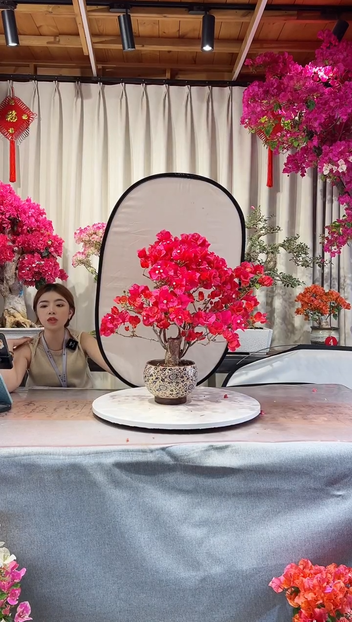 中国红三角梅梅吗