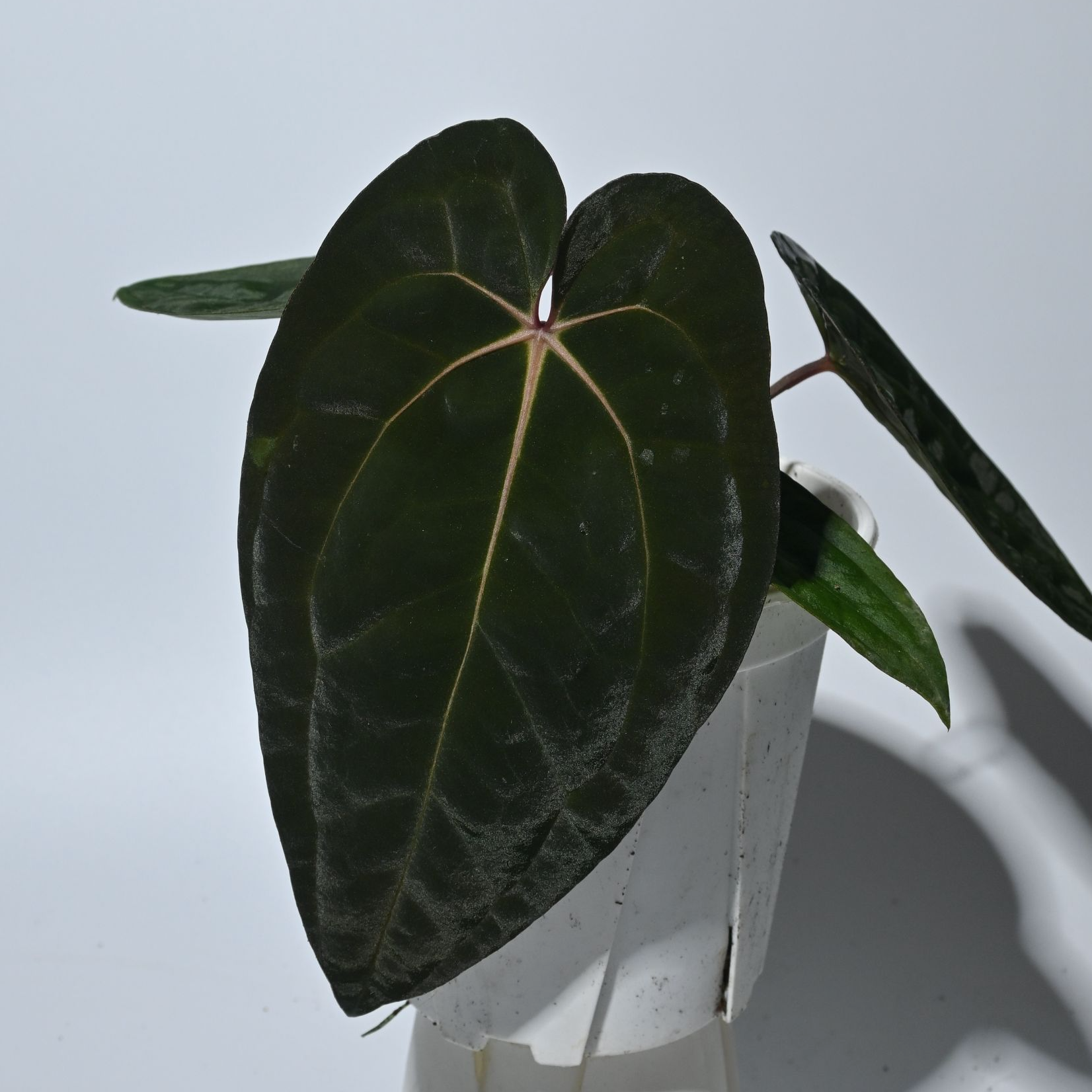 黑卡优选花烛链接 植物一物一拍天南星科网红热植 