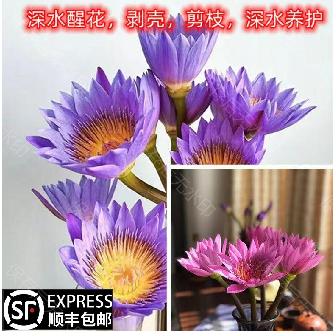 【顺丰包邮】粉紫睡莲插花---广州鲜花室内家用基地绿色植物批发