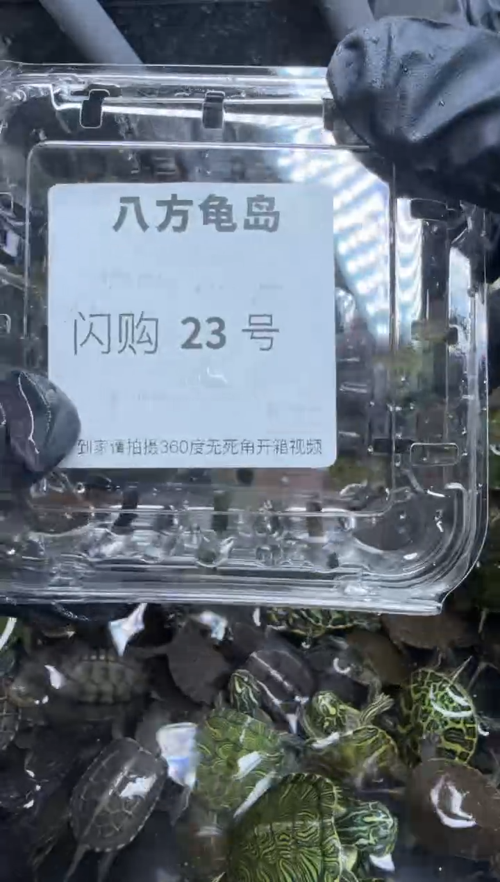 公母搭配宠物龟23号闪购