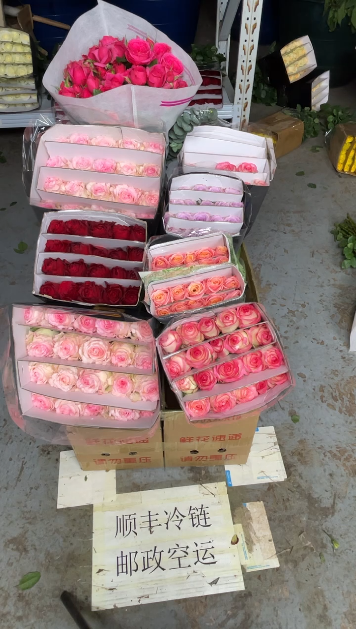 洛神2扎+艾沙2扎+朱小姐1扎+高原红1扎+海洋1扎+苏菲1扎+尤加利