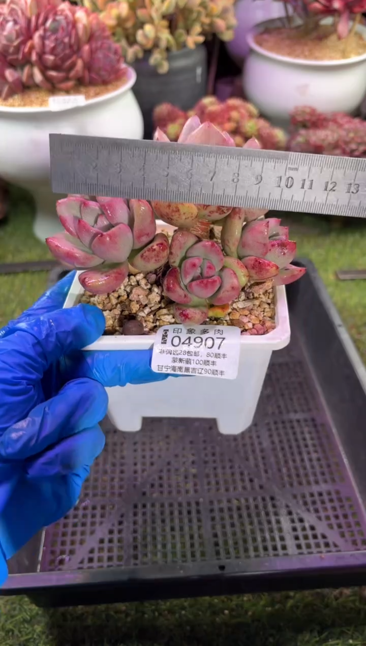 【闪购商品】04907