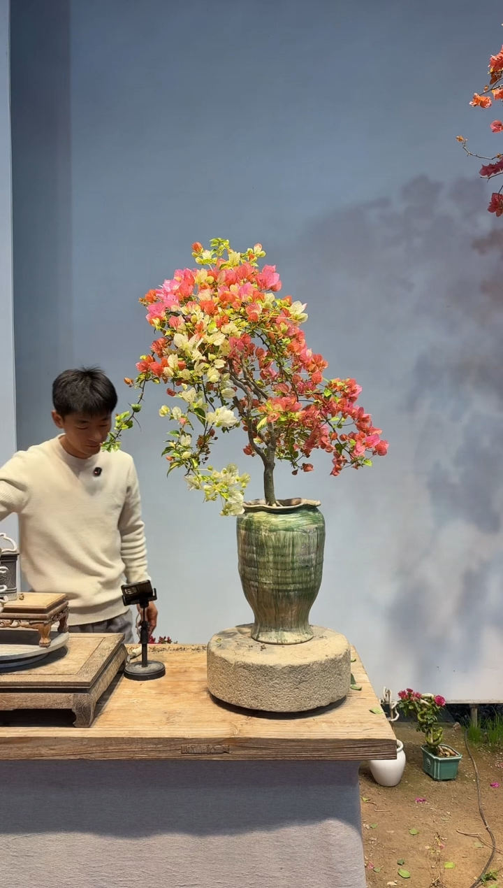 以实际为准三角梅21