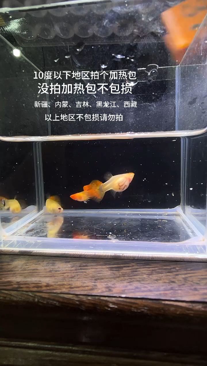 孔雀鱼虎斑白子玻璃猫编号37