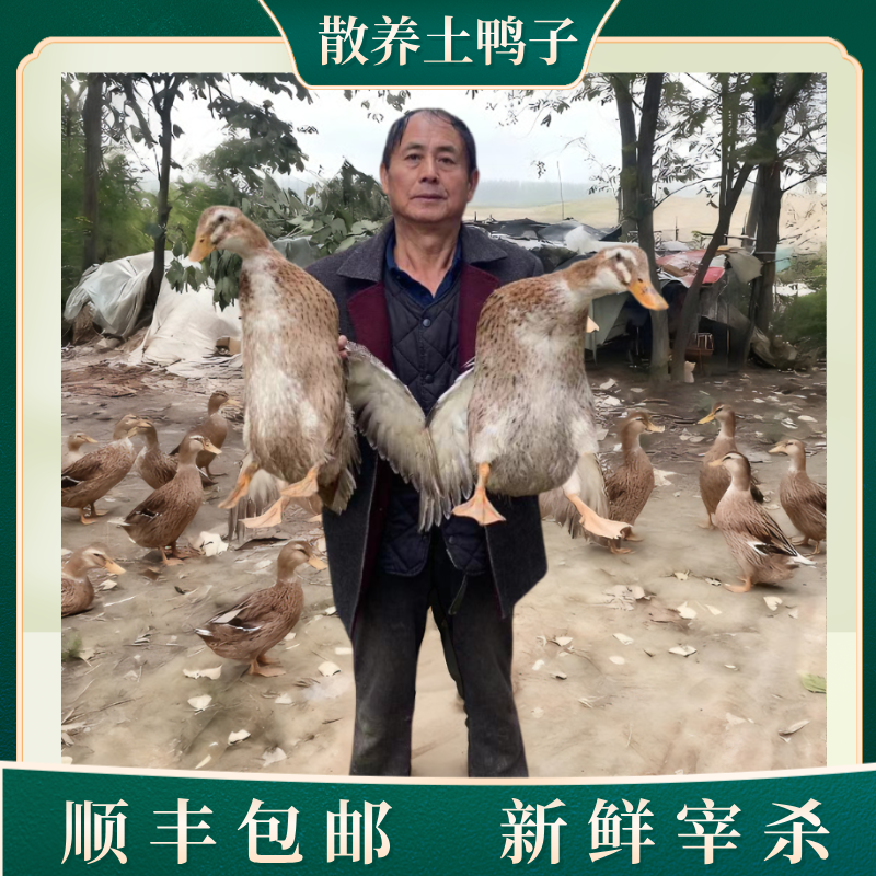 【买2只送2只】4只土鸭农家放养土鸭无掌无翅顺丰冷链发货净重8~9斤