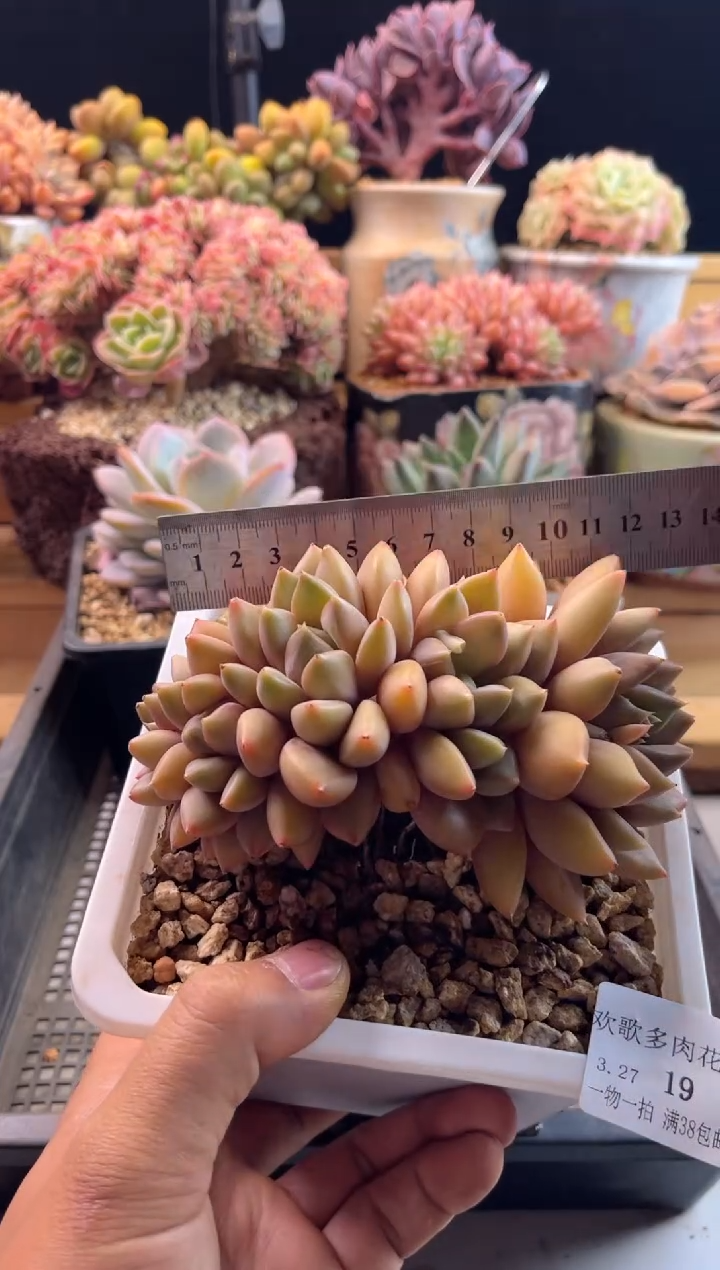 3.27-19红象牙1111111