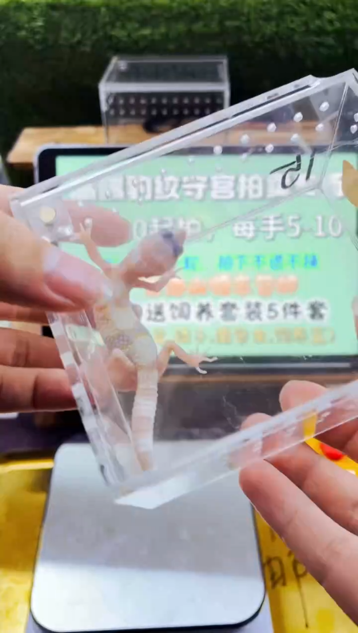 豹纹守宫豹纹守宫全品苗子亚成成体、肥尾