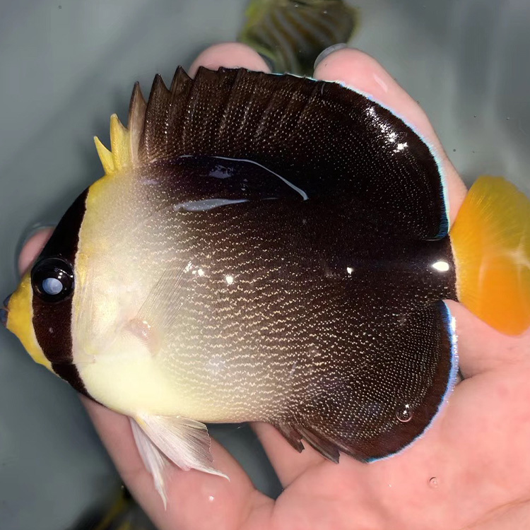 海水观赏鱼 黄尾仙