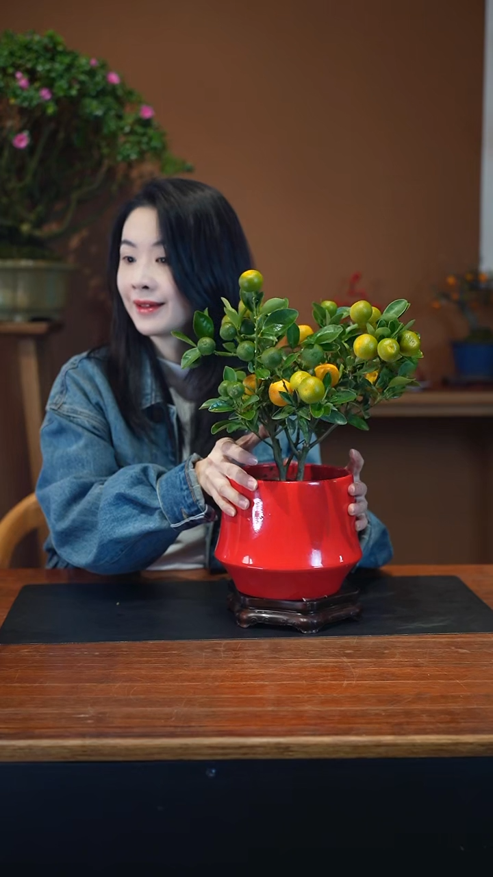 全部花朵小金橘红盆盆景盆景盆景