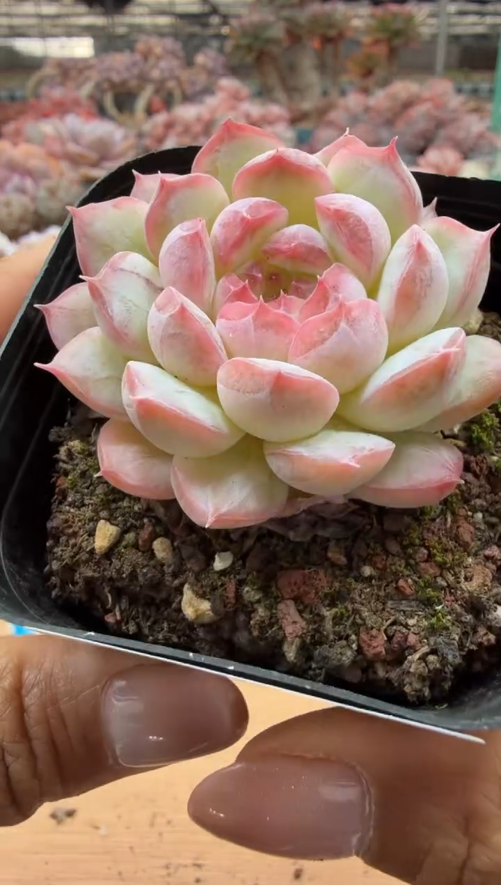 东云多肉园二店-133