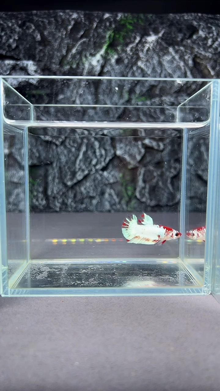 斗鱼竞拍链接A023