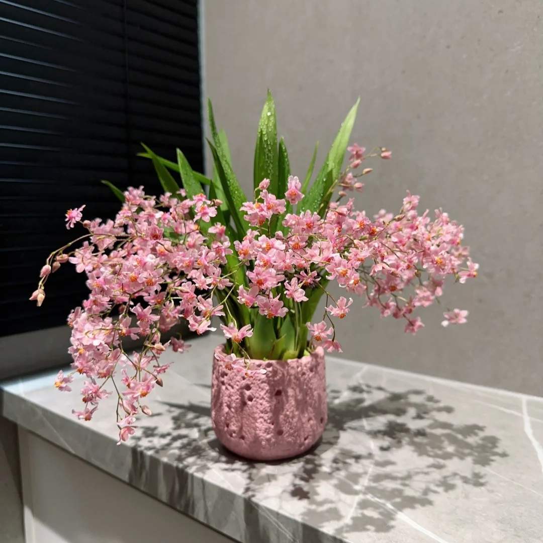 x【10-15枝花剑梦香兰】 一单中通 两单级顺丰/德邦+保鲜剂5包+配草