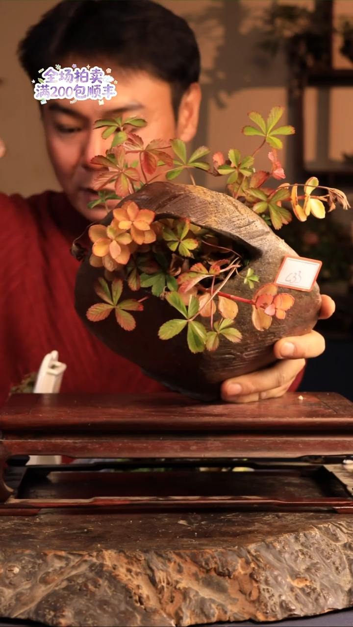 完全开放C33草本植物 不包邮