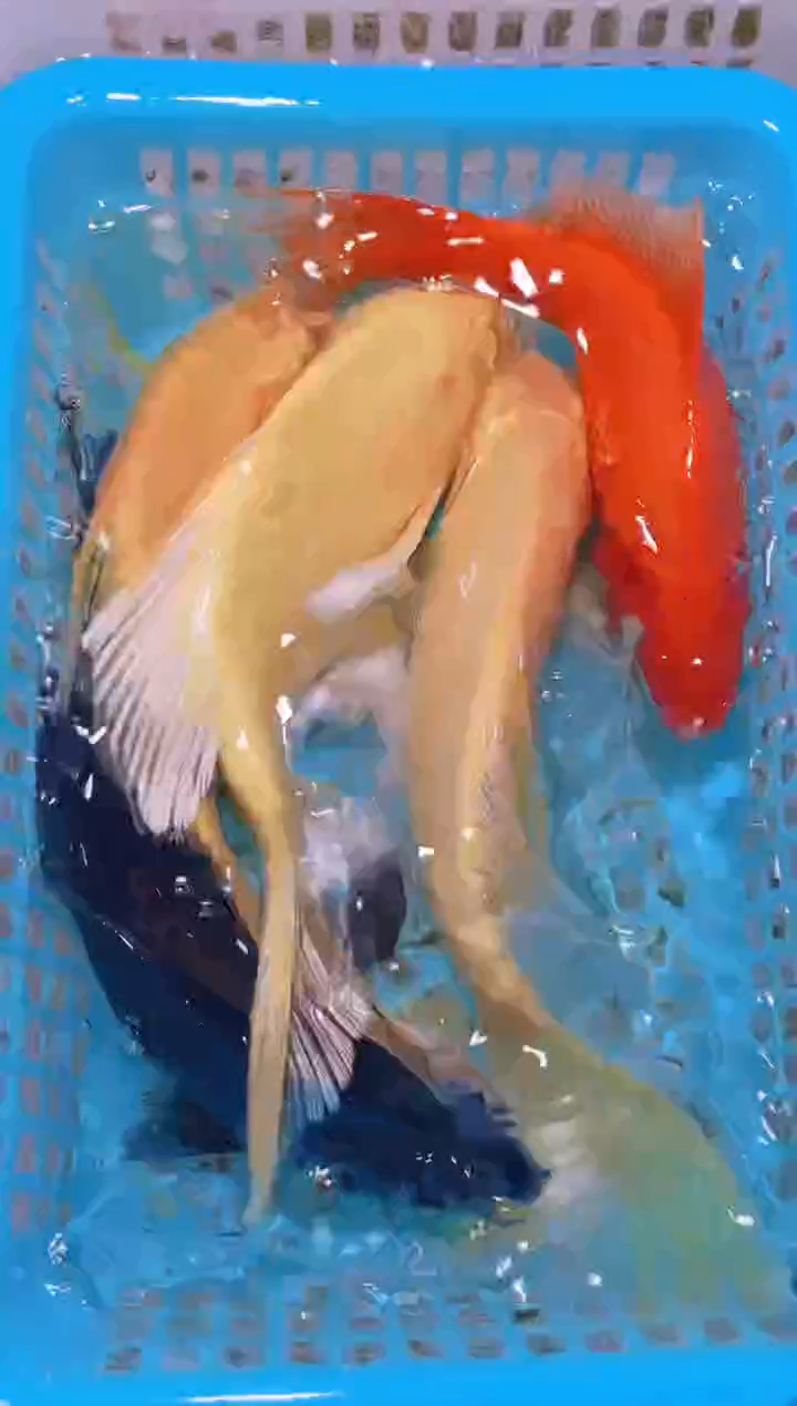 锦鲤冷水观赏鱼全场包邮67